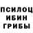 Псилоцибиновые грибы мицелий Bolopolo 6557
